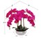 19" Fuchsia Phalaenopsis Orchid Arrangement - Lifelike Artificial Blooms, Perfect for Home, Office & Wedding Décor - Year-Round Accent, Floral Home by Artificial Flowers